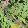 Art Card 52: Tarmogoyf (signed) - Reality Fracture Art Series