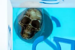 FanRoll Dungeons and Dragons - Jumbo Dice D6: Gelatinous Cube (1 stuk)
