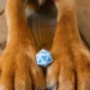 Q-Workshop - Dogs RPG Dice Set: Max (7-delig)